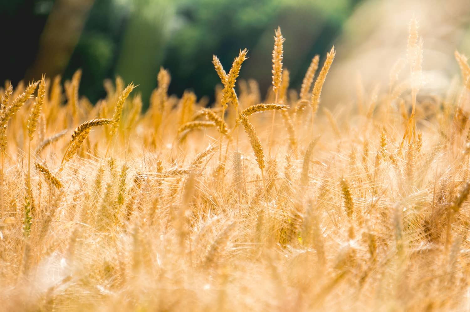 Investir dans la terre agricole avec la plateforme investissement Hectarea